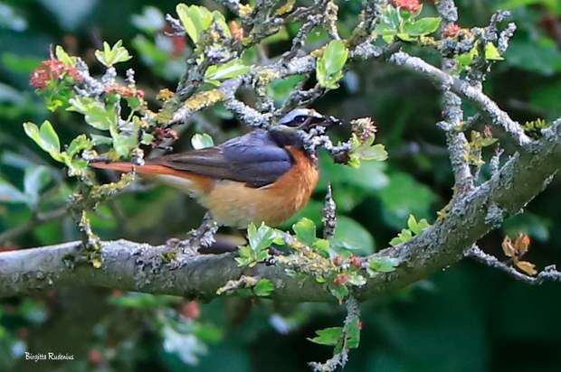 Photo @ Birgitta Rudenius