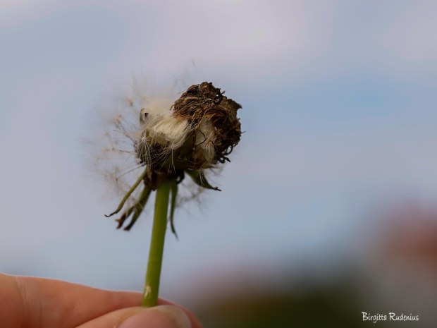 Macro Photo @ Birgitta Rudenius