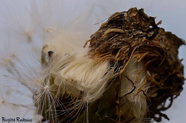 Macro Photo @ Birgitta Rudenius