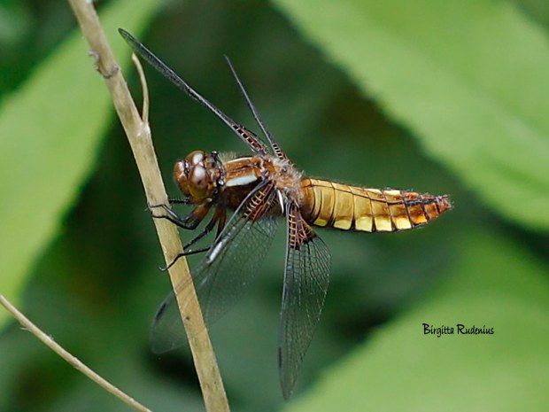 Macro Photo @ Birgitta Rudenius