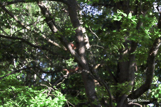 Photo @ Birgitta Rudenius