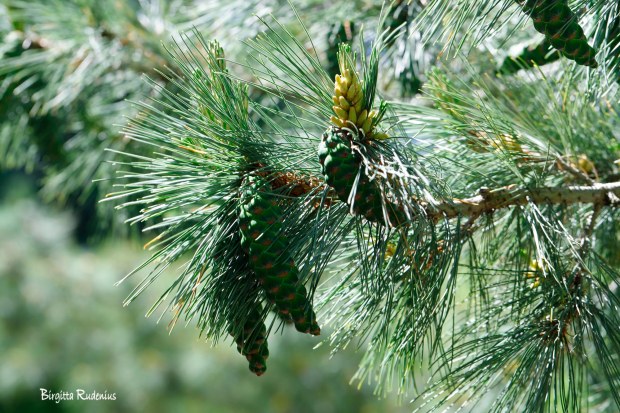 Photo @ Birgitta Rudenius