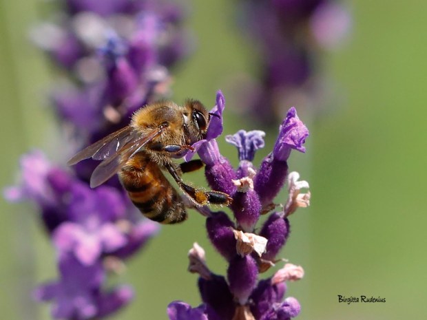 Macro Photo @ Birgitta Rudenius