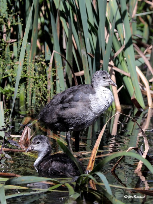 Photo @ Birgitta Rudenius