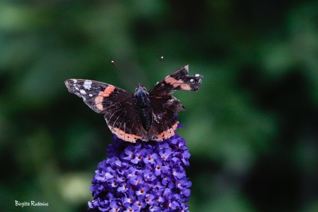 Macro Photo @ Birgitta Rudenius