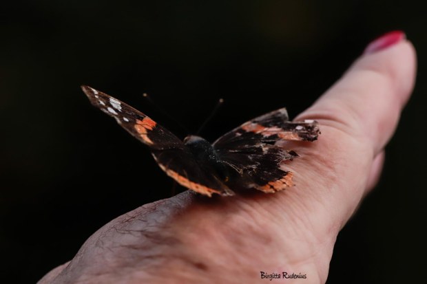 Macro Photo @ Birgitta Rudenius