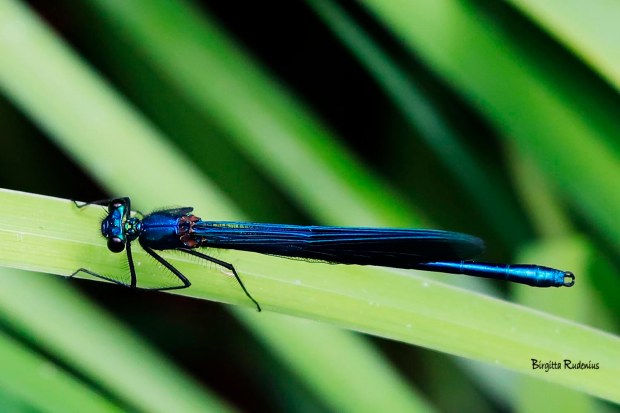 Photo @ Birgitta Rudenius