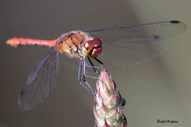 Macro Photo @ Birgitta Rudenius