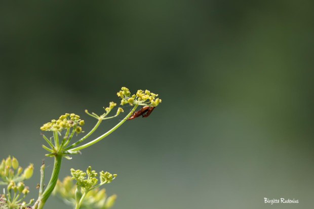 Macro Photo @ Birgitta Rudenius