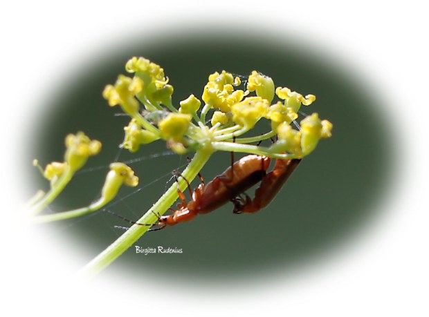 Macro Photo @ Birgitta Rudenius