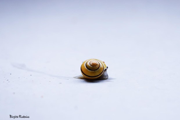 Photo @ Birgitta Rudenius