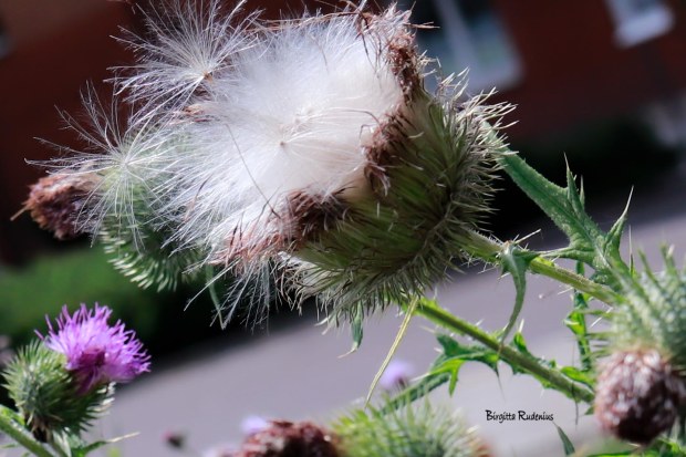 Photo @ Birgitta Rudenius