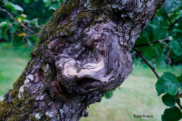 Photo @ Birgitta Rudenius