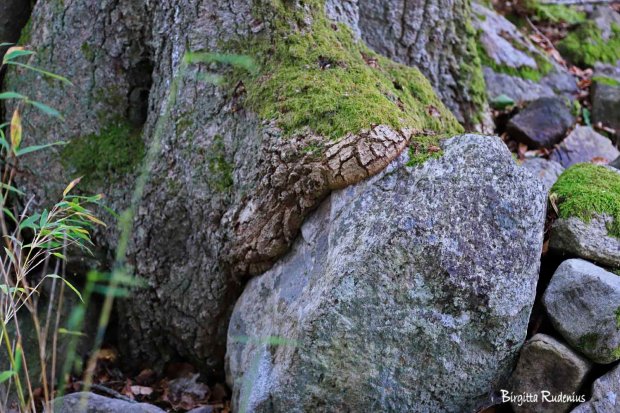 Photo @ Birgitta Rudenius