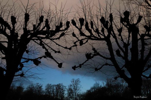 Photo @ Birgitta Rudenius